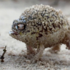 Angry Squeaking Frog