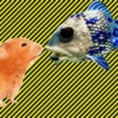 Fish Hamster and Your Old