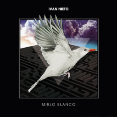 Mirlo Blanco