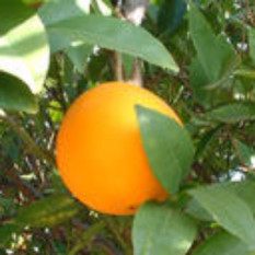 California Oranges