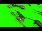 Green Screen Invasion of Rats Mice Mouse Sniff - Footage PixelBoom