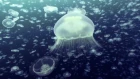 Open Ocean: 10 Hours of Relaxing Oceanscapes | BBC Earth [NR]