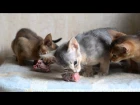 Aby kiitens eating chicken heads. Artefakt cattery.