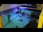 30,000 gallon Marine Aquarium, installation and husbandry