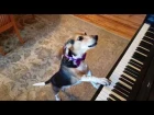 My name is Buddy Mercury!! Singing Piano Dog Sensation!!