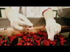 Як робяць журавіны ў цукры / Cranberries in sugar: Belarusian candy <#NashaNiva>