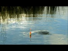 Fishing with rod: float action. Сумашедший клёв: поклёвка, рыбалка на удочку и поплавок.