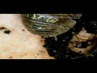 Wood louse and ant (мокрица и муравей)