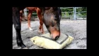 Slow Feeder Hay Bag for Horses - The Hay Pillow