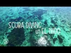 SCUBA DIVING in EL NIDO, Philippines: Dive amidst coral gardens