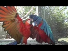 Parrot's in Flight / Parrot's in Slow Motion  in Pure HD 60p