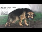 10 Years Chained: A Dog's Rescue Story. She was snowed and sleeted on - covered in mud - no comforts