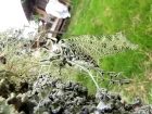 Amazing lichen mimicking katydid at Mount Totumas Cloud Forest, Panama