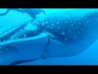 Whale Shark Rescue