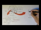 Brain Anatomy Overview - Lobes, Diencephalon, Brain Stem & Limbic System
