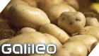 Wie schmeckt eine Luxus-Kartoffel? Die teuersten Grundnahrungsmittel der Welt | Galileo | ProSieben