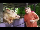PIGS WHO DRINK BEER - Saint Croix