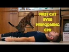 Amazing first cat ever performing CPR - chest compressions