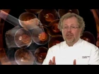 Modernist Cuisine - Trailer