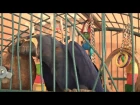 Hyacinth Macaw destroys cage