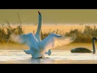 Mute Swan / Лебедь-шипун / Cygnus olor
