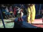 Show  Цирк-Шапито Орбита в Дрогобичі кугут у чоботях  2016