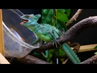 Green Basilisk Lizard Feeding
