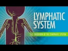 Lymphatic System: Crash Course A&P #44