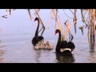 Black Swan / Чёрный лебедь / Cygnus atratus