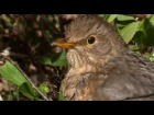 Common Blackbird (female) / Самка чёрного дрозда / Turdus merula