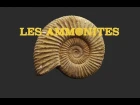 Les Ammonites