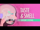 Taste & Smell: Crash Course A&P #16