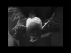 AMENRA "A Solitary Reign" (official videoclip)