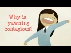 Why is yawning contagious? - Claudia Aguirre