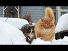 Siberian cats, Snowfall, Lapochka, Solnyshko, Pooh 2015 Сибирские кошки, Снегопад,  ЯНВАРЬ