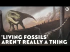 'Living Fossils' Aren't Really a Thing