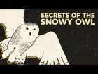 Secrets Of The Snowy Owl
