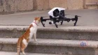 Коты против квадрокоптеров ,это война ! Cats vs drones