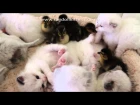 Truly Scrumptious Kittens playing with duckling hatchlings