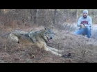 Timber Wolf Release by John Oens 2015 HD (Спасение волка из капкана)