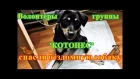 DARK STAlb - Волонтеры группы "КОТОПЕС" спасли собаку ( Volunteers rescued a dog)