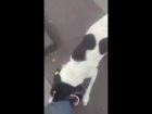 Житель Тбилиси нашел свою собаку на улице, спустя три года