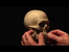 Sculpting a Human Skull in Clay_part-2