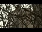 Чиста Криниця - Імперіон (official urban video 2013)