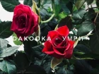 DaKooka - умри (cover by Anna Kotova)