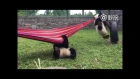 That's probably the wrong way to chill on a hammock