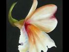 The Beauty of Oil Painting, Series 1, Episode 13 " Alstroemeria "