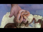 11 Minutes of Snake Awesomeness (good to the last second!)