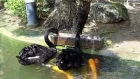 Black swan feeding Koi fish