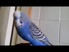 Смешной, волнистый попугай поёт забавную песенку и катается на вентиляторе!!!